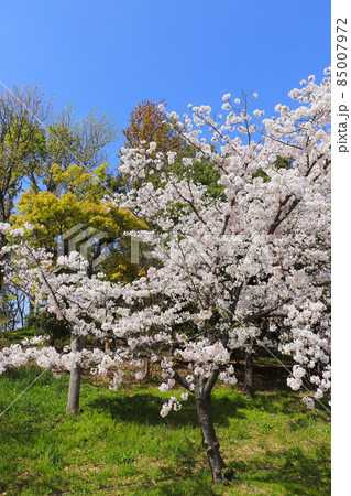 桜 桜 85007972