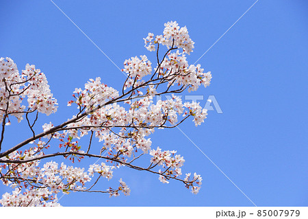 桜 85007979