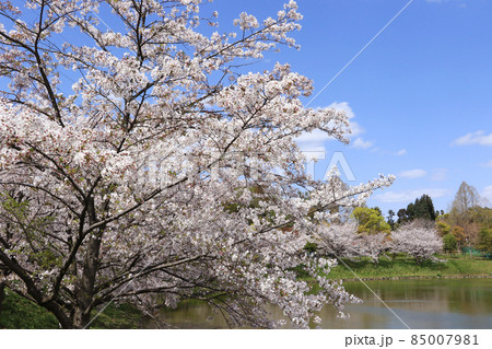 桜 85007981