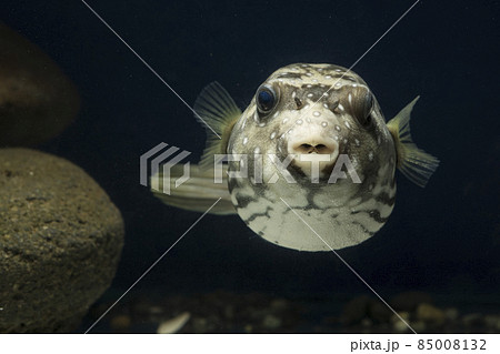 フグ サザナミフグ 魚 海水魚 White-spotted puffer puffer フグ サザナミフグ 魚 海水魚 White-spotted puffer puffer 85008132