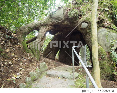 東霧島神社の大クス 東霧島神社の大クス 85008918