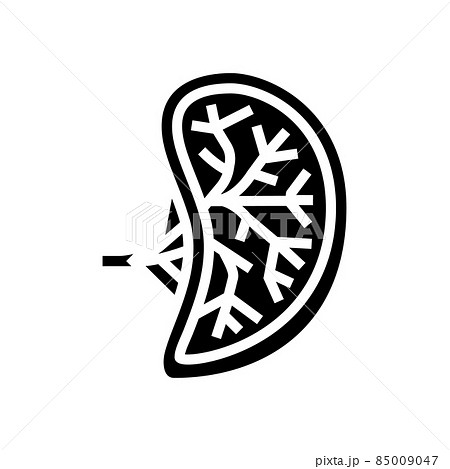 spleen human organ glyph icon vector illustration 85009047