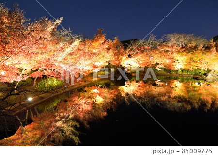 なばなの里紅葉イルミネーション なばなの里紅葉イルミネーション 85009775