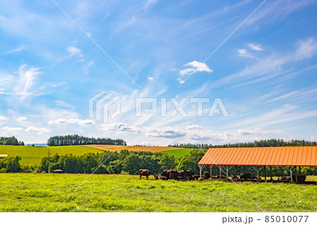【北海道美瑛町】青空と牛の放牧　8月 85010077