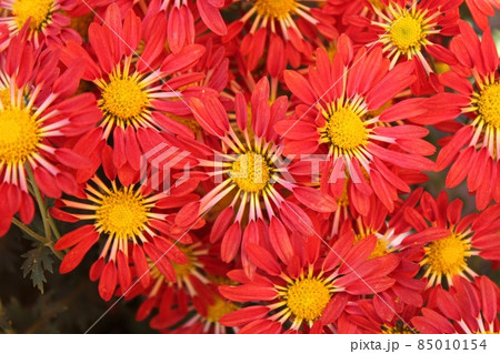 赤い菊 赤い菊 85010154