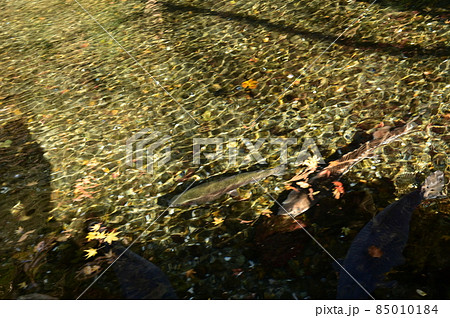 高千穂峡の遊歩道先にある休憩所の池で泳ぐ魚たち 85010184