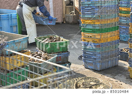 牡蠣の養殖　室津漁港　牡蠣の洗浄小屋へ運ぶ 85010484