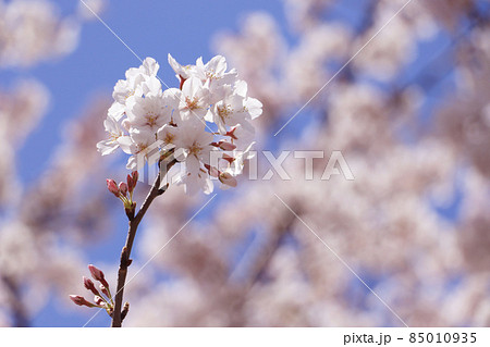 桜 85010935