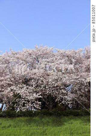 桜 桜 85011007