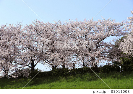 桜 桜 85011008