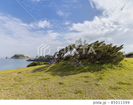 長崎県 福江島 海岸沿いの偏形樹 / Fukue Island, Goto, Japan 長崎県 福江島 海岸沿いの偏形樹 / Fukue Island, Goto, Japan 85011399