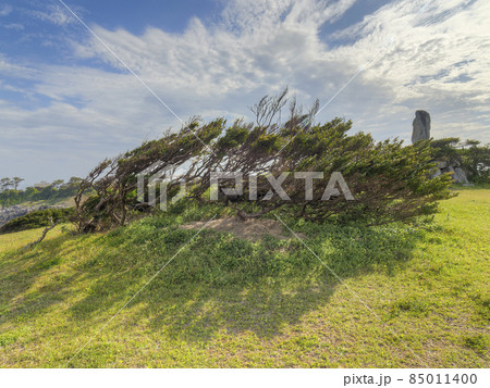 長崎県 福江島 海岸沿いの偏形樹 / Fukue Island, Goto, Japan 85011400