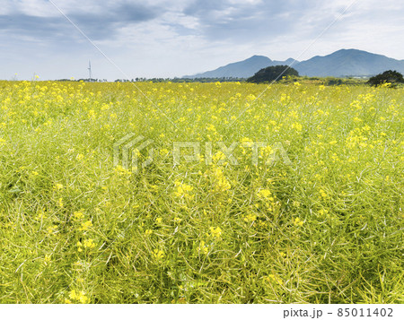 長崎県 福江島の菜の花畑 / Fukue Island, Goto, Japan 長崎県 福江島の菜の花畑 / Fukue Island, Goto, Japan 85011402