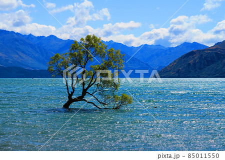ワナカ湖の水面にたたずむワナカの木木 ワナカ湖の水面にたたずむワナカの木木 85011550