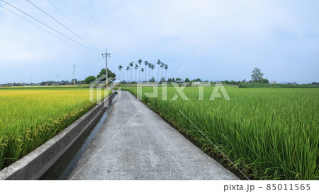 台湾 産業道路 たんぼ 85011565