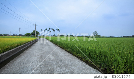 台湾 産業道路 たんぼ 85011574