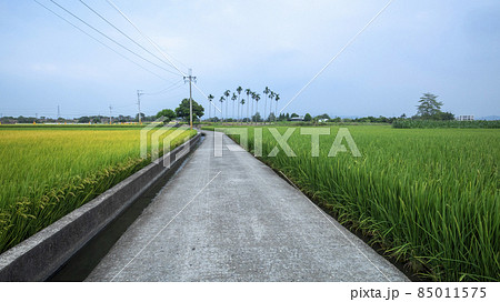 台湾 産業道路 たんぼ 85011575