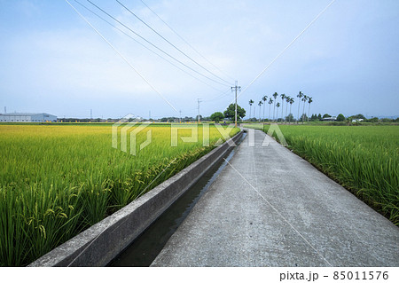 台湾 産業道路 たんぼ 85011576
