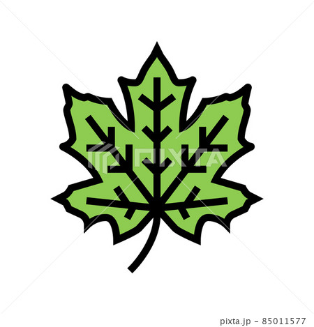 maple tree leaf color icon vector illustration 85011577
