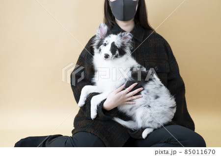 女性に抱っこされたシェルティー 女性に抱っこされたシェルティー 85011670