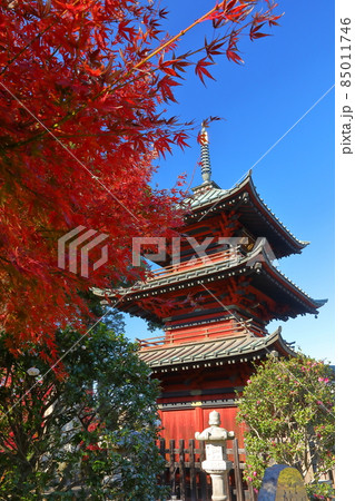 埼玉県行田市長野 真言宗智山派五智山成就院 紅葉と三重塔 埼玉県行田市長野 真言宗智山派五智山成就院 紅葉と三重塔 85011746