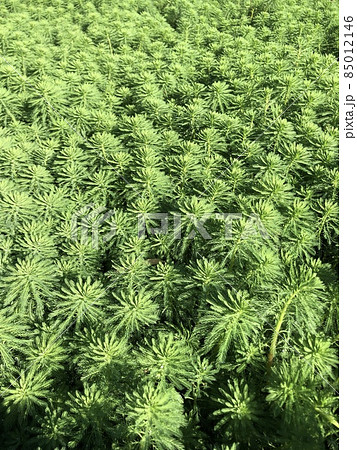 スギナモ・杉菜藻・すぎなも　　　～＊Hippuris vulgaris＊～ 85012146