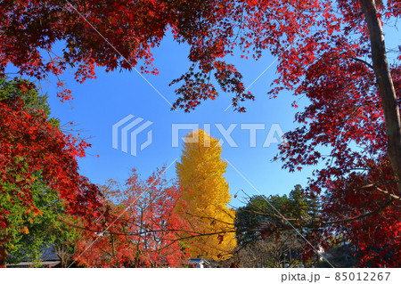 埼玉県比企郡嵐山町越畑　曹洞宗大龍山金泉寺　境内の黄葉した大イチョウとモミジ 85012267