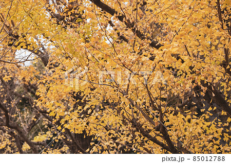秋　紅葉　並木道 85012788