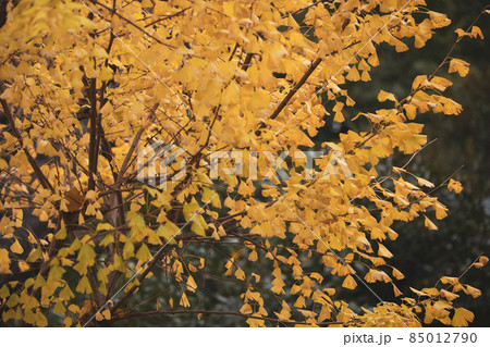 秋　紅葉　並木道 85012790
