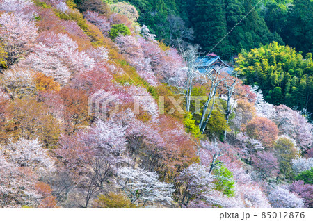 奈良県 吉野山の桜 ~中千本・如意輪寺~ 奈良県 吉野山の桜 ~中千本・如意輪寺~ 85012876
