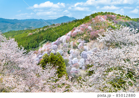 奈良県　吉野山の桜　～中千本～ 85012880