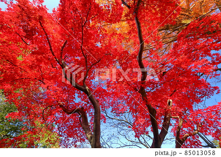 埼玉県川越市小仙波町　天台宗別格本山中院の紅葉モミジ 85013058