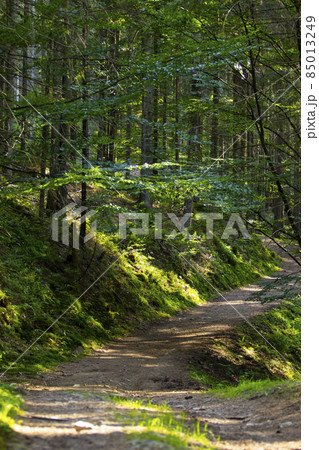 Spring Green Forest, Magnificent sunrise in the forest, The sun's rays pass through the Charming and Powerful trees Spring Green Forest, Magnificent sunrise in the forest, The sun's rays pass through the Charming and Powerful trees 85013249