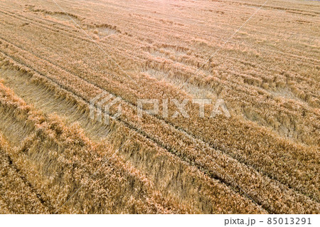 Aerial view of ripe farm field ready for harvesting with fallen down broken by wind wheat heads. Damaged crops and agriculture failure concept. 85013291