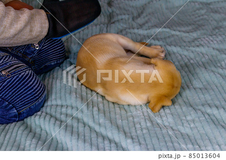 Man with a pet grooming glove brushing a fur of labrador retriever puppy Man with a pet grooming glove brushing a fur of labrador retriever puppy 85013604