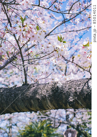 日本の桜【春の風物詩】 日本の桜【春の風物詩】 85014011