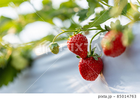 strawberry tree wallpaper hd