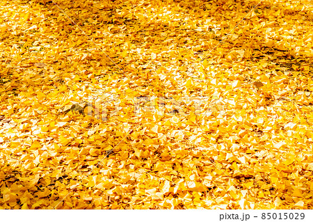 黄金色の絨毯(イチョウの葉) 黄金色の絨毯(イチョウの葉) 85015029