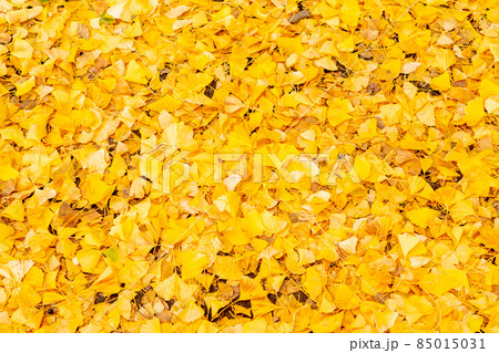 黄金色の絨毯（イチョウの葉） 85015031