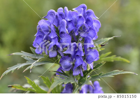 トリカブト トリカブト 85015150