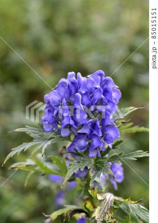 トリカブトの花 トリカブトの花 85015151
