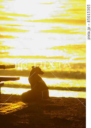 Silhouette of a dog lying on the beach and the gold light of sunset reflex on the sea surface Silhouette of a dog lying on the beach and the gold light of sunset reflex on the sea surface 85015305