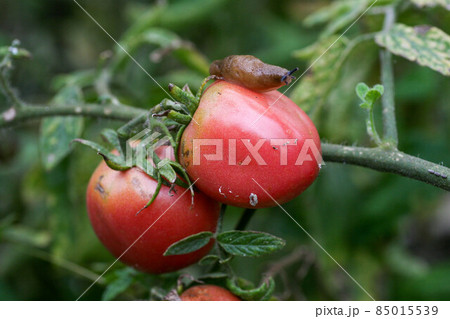 A closeup of a slug on a fresh garden tomato. A closeup of a slug on a fresh garden tomato. 85015539