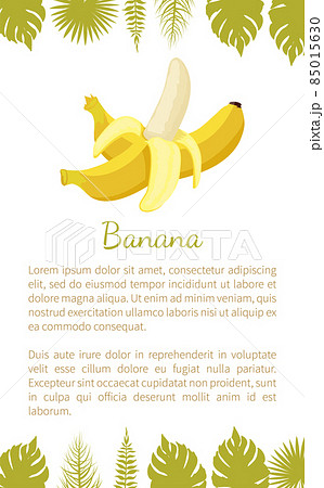 Banana Exotic Juicy Ripe Yellow Fruit Vector Poster 85015630
