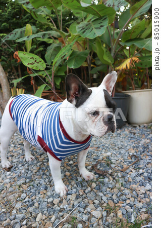 french bulldog, unaware French bulldog 85015900