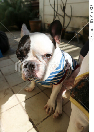 french bulldog, unaware French bulldog 85015902
