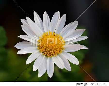 小菊の花 85016058