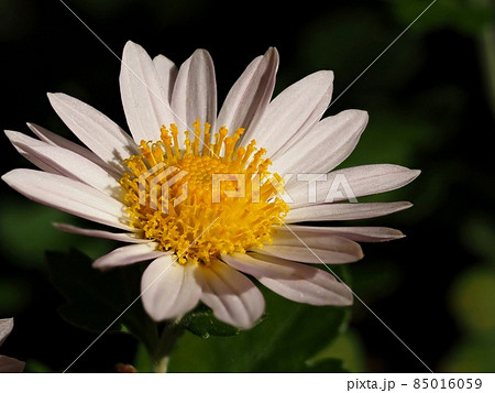 小菊の花 85016059