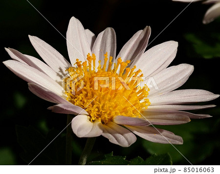 小菊の花 85016063