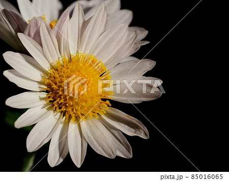 小菊の花 85016065